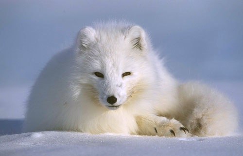 Polarfox